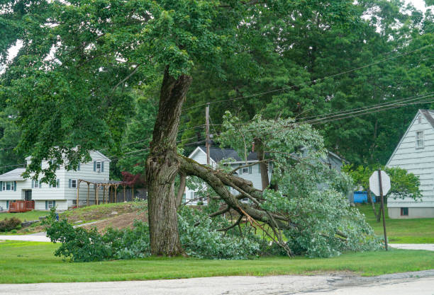 Pipestone, MN Tree Services Company